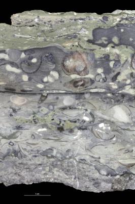 <i></i><br />Saku trench,  m, 