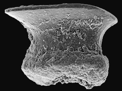 https://files.geocollections.info/large/fc/f7/fcf7ea6e-340e-468f-a4be-c9a99b29389a.jpg