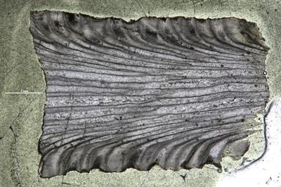 https://files.geocollections.info/large/fc/fe/fcfead29-f8e9-4c58-a5fd-12914e8cfac3.jpg