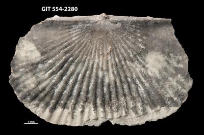 https://files.geocollections.info/large/fd/15/fd15d744-199d-49ae-b36e-9b77eecdacc9.jpg