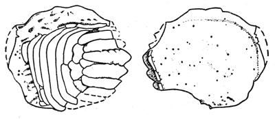 https://files.geocollections.info/large/fd/2f/fd2f331f-d6a6-4ba6-8d9a-ebfcb8427a98.jpg