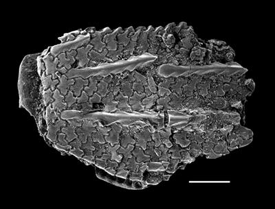 https://files.geocollections.info/large/fd/46/fd4679b4-d05c-4842-aee6-4682132ada59.jpg