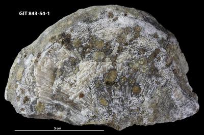 <i>Trypanites isp.</i><br />Saxby shore,  m, Vormsi Stage