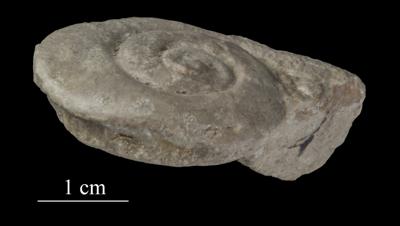 https://files.geocollections.info/large/fd/8d/fd8da8ff-ea3c-47f4-9d62-1c4e83705448.jpg