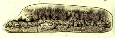 https://files.geocollections.info/large/fd/90/fd909a53-f870-4399-b9bd-ca2d24c5a16d.jpg