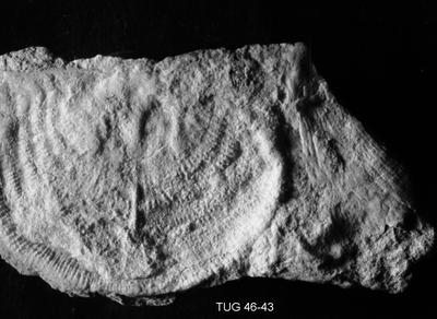 https://files.geocollections.info/large/fd/a0/fda01b7f-c71b-4bfd-b972-165e10d0deeb.jpg