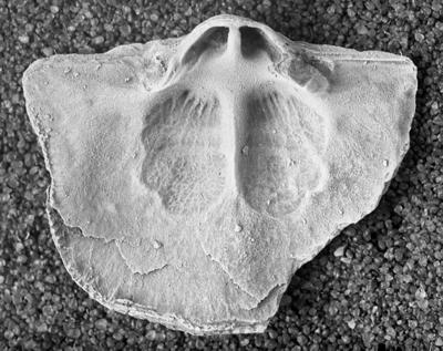 https://files.geocollections.info/large/fd/b6/fdb6c00b-58db-4148-9cbe-a86e5157d30a.jpg