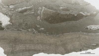 https://files.geocollections.info/large/fd/b7/fdb71add-d5ec-4517-8986-f234e5d10161.jpg