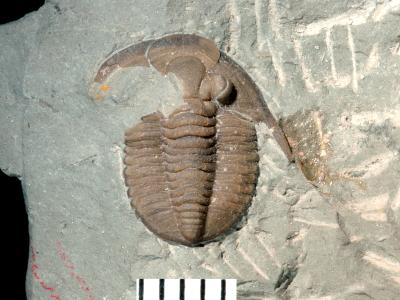 https://files.geocollections.info/large/fd/bd/fdbd6dc9-e6d9-47b4-abd4-21ac010fb55c.jpg