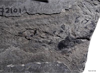https://files.geocollections.info/large/fd/bf/fdbffdc0-954a-4a50-8e4f-528b2e243a08.jpg