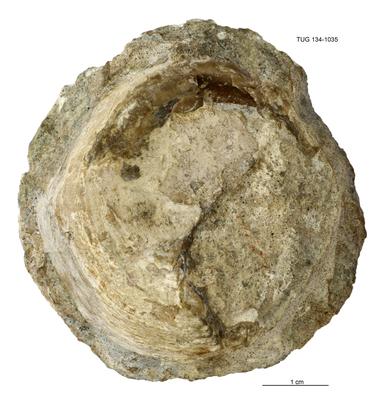https://files.geocollections.info/large/fd/c2/fdc2006d-4021-41ce-b1f4-467db739e9bf.jpg