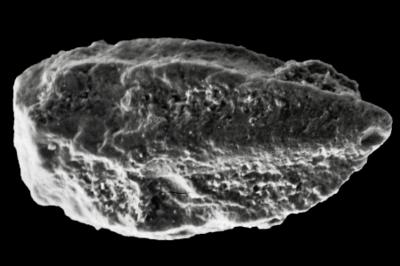 https://files.geocollections.info/large/fd/cf/fdcfb9c5-b744-493f-ac2a-565978f7f0bc.jpg