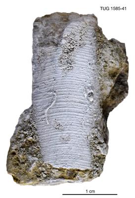 https://files.geocollections.info/large/fd/d9/fdd97a68-cd73-430a-81e0-a7286aad657f.jpg