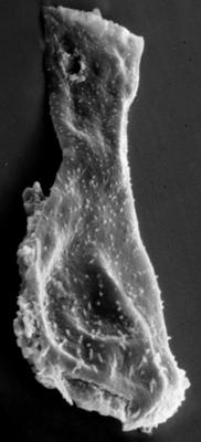 <i><i>Chitinozoa</i> | Sphaerochitina sp. 1 Nestor, 1994</i><br />Ikla borehole, 370.80 m, Raikküla Stage (272-204)