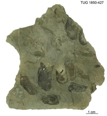 https://files.geocollections.info/large/fe/47/fe474094-1a61-4d5c-be0f-2f4146ebe672.jpg