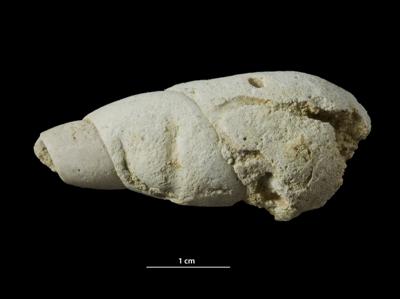 <i>ihnofossiil 12</i><br />Kohtla-Järve,  m, Kukruse Stage