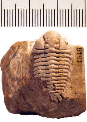 https://files.geocollections.info/large/fe/5f/fe5faa01-c179-4052-8e68-8c67e6ab4c1e.jpg