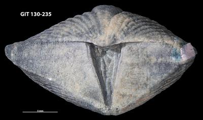 https://files.geocollections.info/large/fe/6d/fe6d6852-96de-4a00-aac9-e447df587e49.jpg