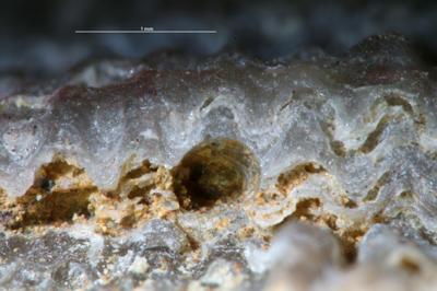 <i></i><br />Kohtla-Järve,  m, Kukruse Stage