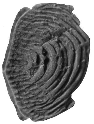 https://files.geocollections.info/large/fe/8f/fe8fde5c-f715-4046-be2f-8944931cf37b.jpg