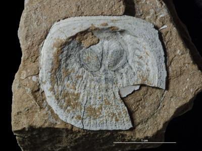 https://files.geocollections.info/large/fe/c3/fec3bf37-97d0-4ffd-b522-a5fb964c3aad.jpg