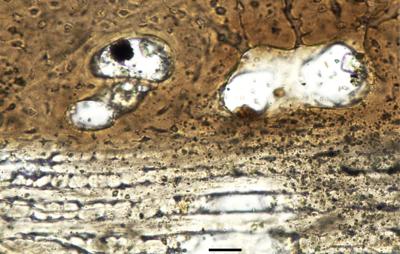 https://files.geocollections.info/large/ff/2c/ff2c4044-e911-41ad-b165-f85cf628ca87.jpg