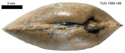 https://files.geocollections.info/large/ff/39/ff39511f-c002-463c-ad02-842cdeea8d80.jpg