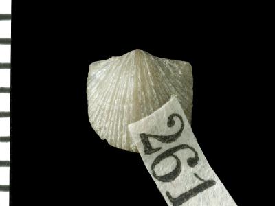 https://files.geocollections.info/large/ff/79/ff79491b-4a78-41dd-87f0-7f5fe7d4a1cc.jpg