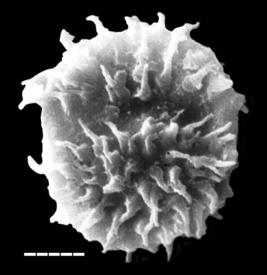 https://files.geocollections.info/large/ff/7a/ff7a44cc-d640-46fc-b6fb-258ede6b4504.jpg