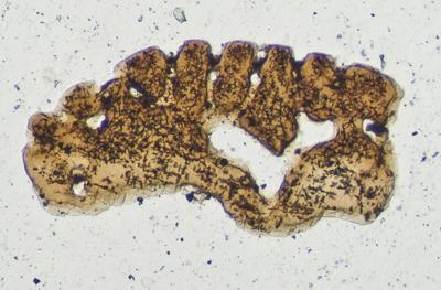 https://files.geocollections.info/large/ff/80/ff80229c-6a5d-4a9d-9138-3f7bb275f704.jpg