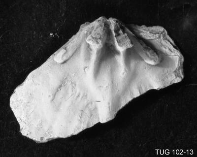 https://files.geocollections.info/large/ff/92/ff923c2f-338a-4369-af0a-e70a53669270.jpg