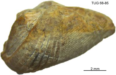 https://files.geocollections.info/large/ff/be/ffbef153-420f-41b5-ac35-fbd45f7fa4dd.jpg