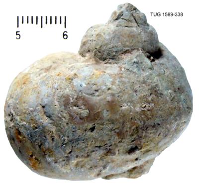 https://files.geocollections.info/large/ff/c3/ffc33888-afc4-4d28-8d6d-a38a3e3716cd.jpg