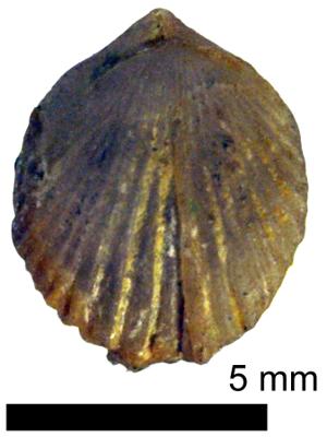 https://files.geocollections.info/large/ff/f0/fff0164e-3097-43c7-b4a3-189560008f0f.jpg